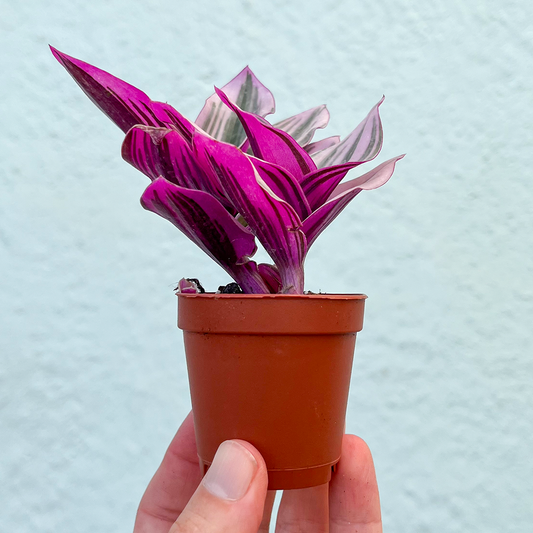 Tradescantia-Nanouk Pink  2 inch