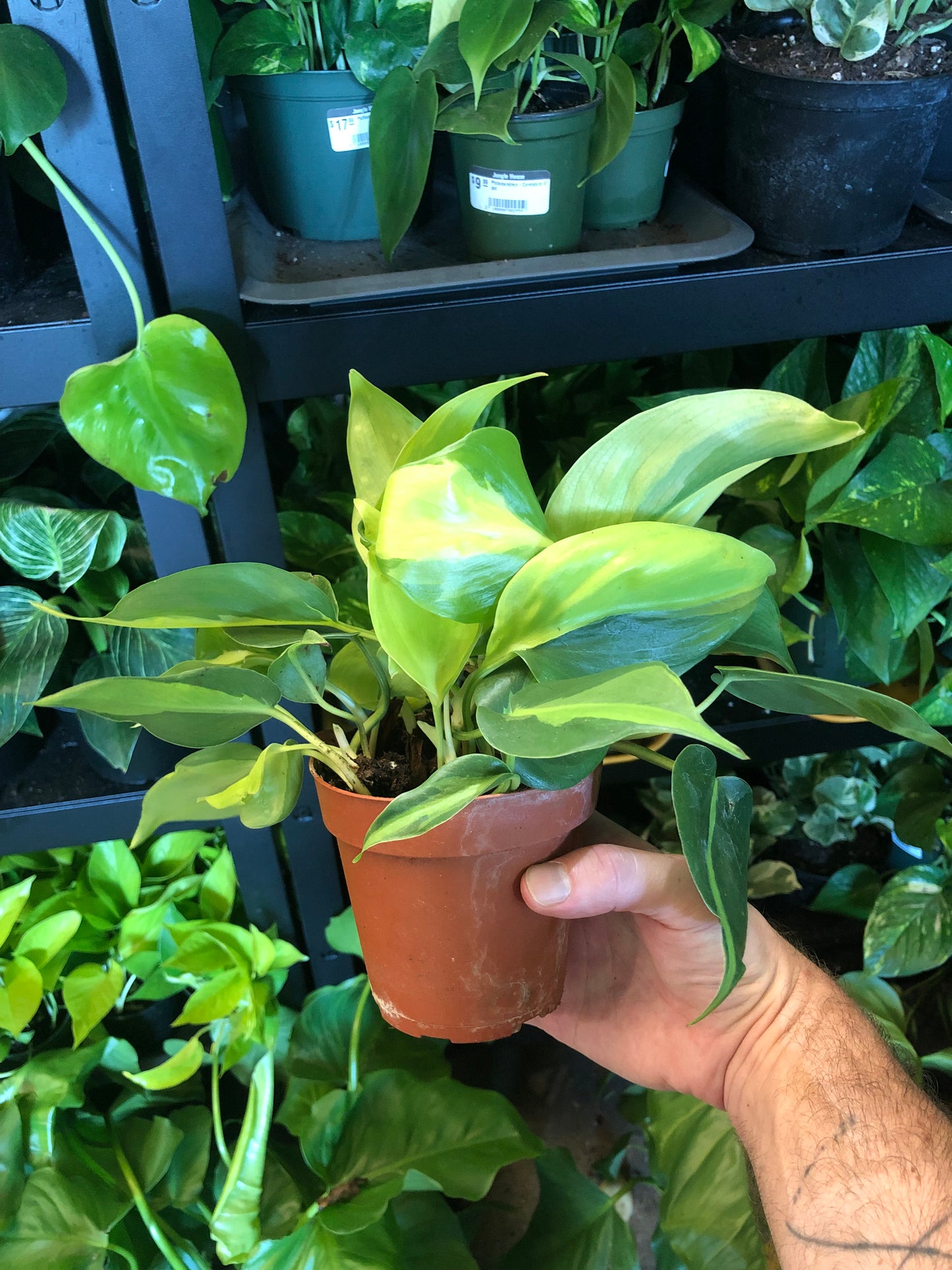 Philodendron-Brasil-4 inch