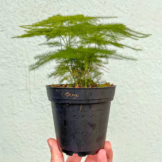 Fern-plumosa (Asparagus Fern)- 4 inch