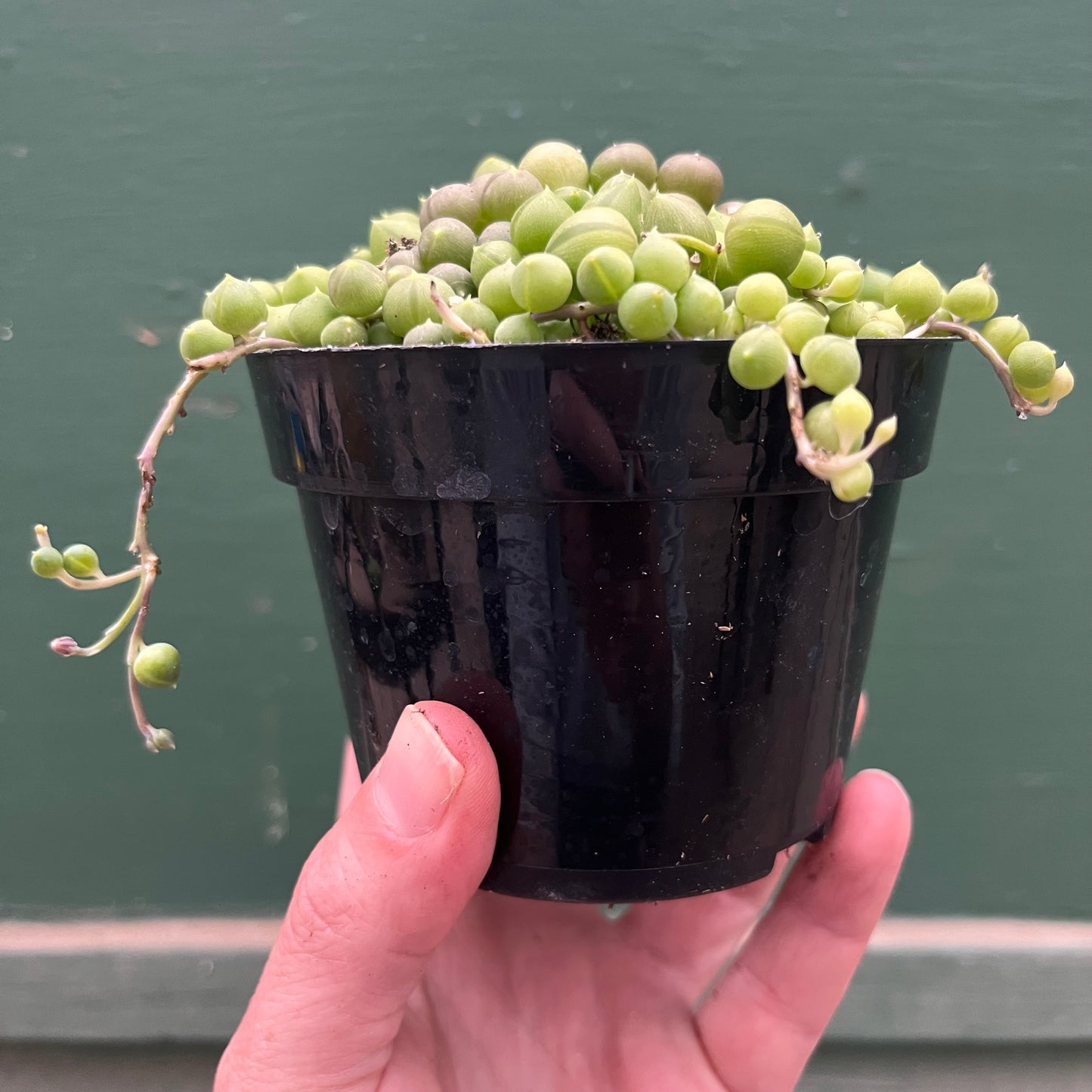 Senecio-Rowleyanus (String of Pearls)- 4 inch
