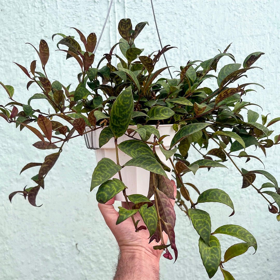 Lipstick-Black Pagoda 6" hanging basket