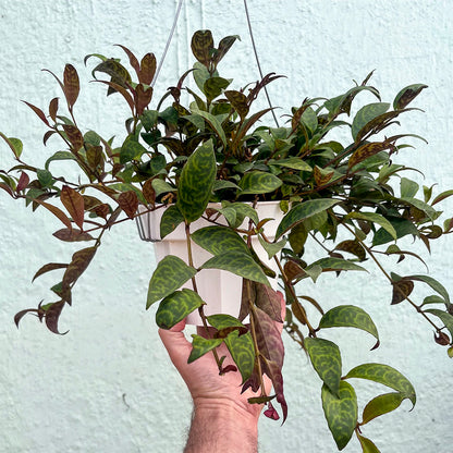 Lipstick-Black Pagoda 6" hanging basket