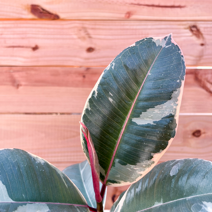 Ficus- Tineke 4 inch