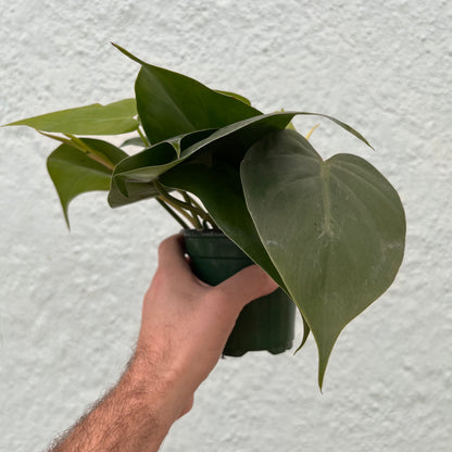 Philodendron-Cordatum 4"