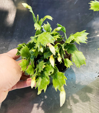 Cactus-Holiday-4 inch