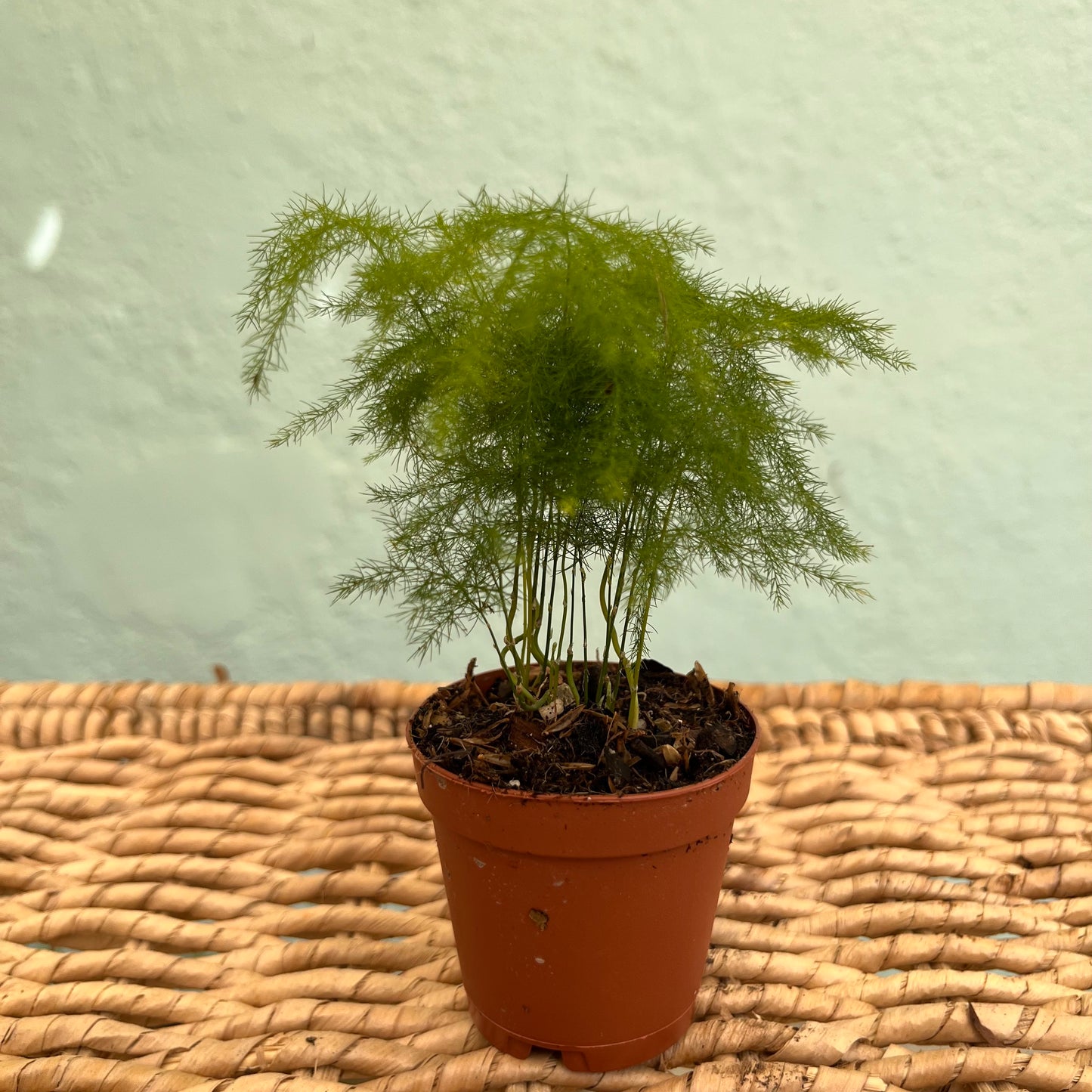 Fern-plumosa (Asparagus Fern) 2 inch