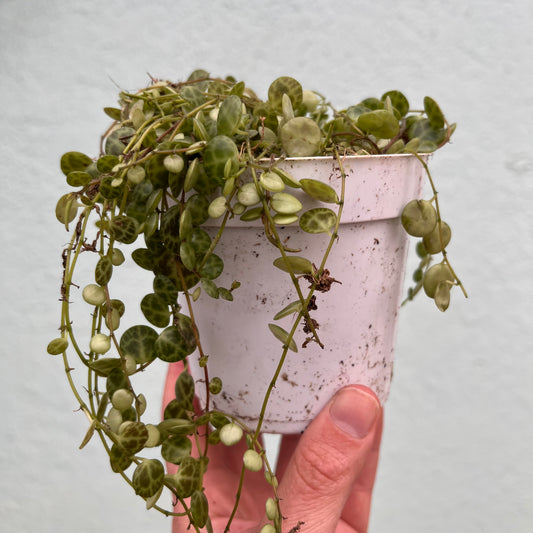 Peperomia - Prostrata String of Turtles -4 inch