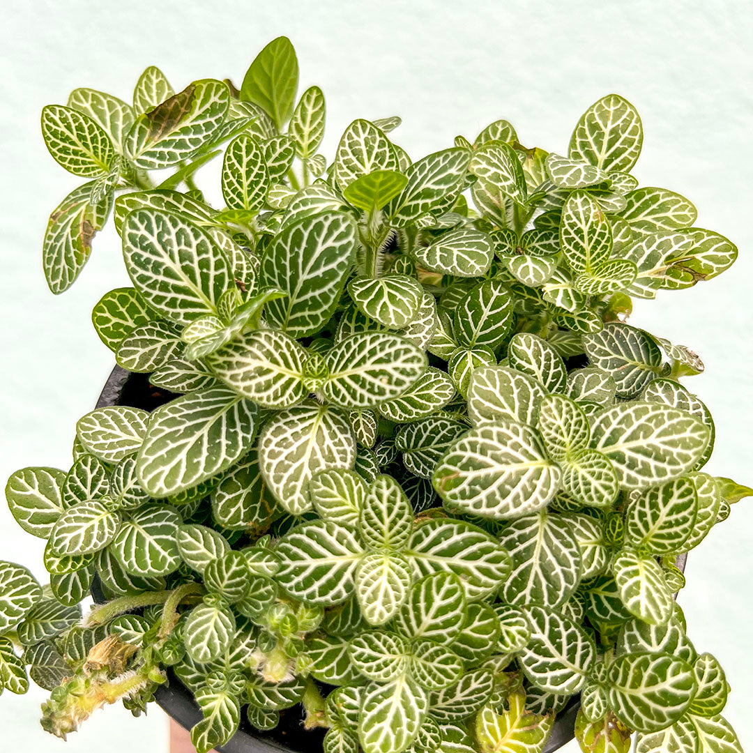 Fittonia-White-4 inch