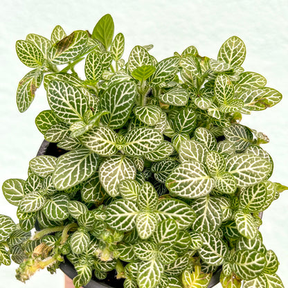 Fittonia-White-4 inch