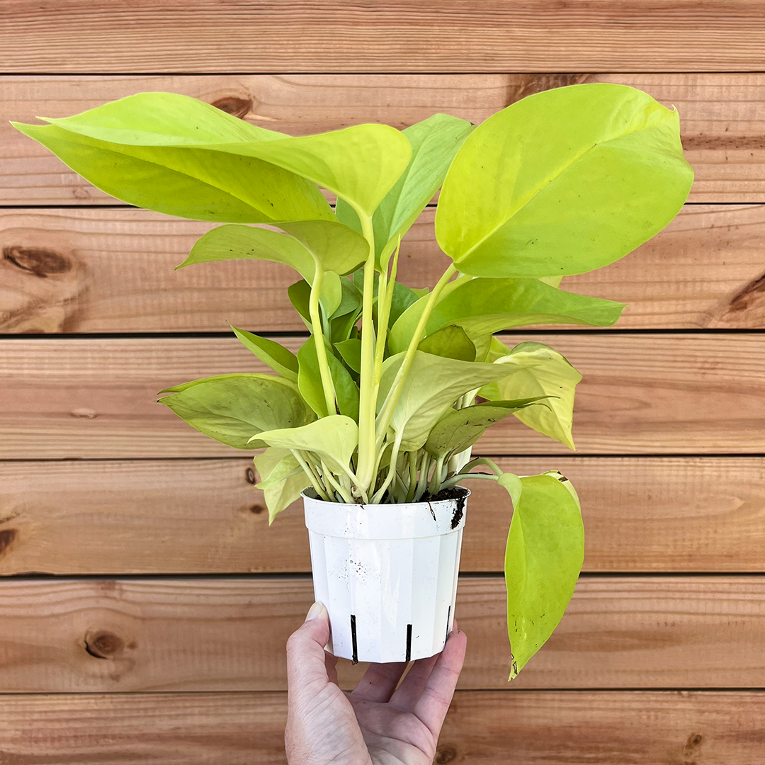 Pothos-Neon-4 inch