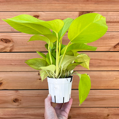 Pothos-Neon-4 inch