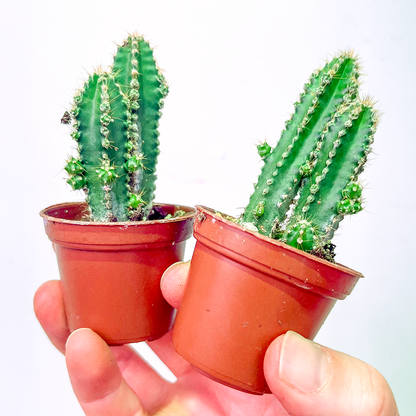 Cactus - Fairy Castle-2 inch