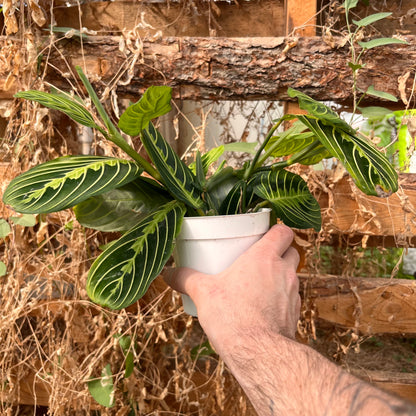 Maranta-Lemon Lime-4 inch