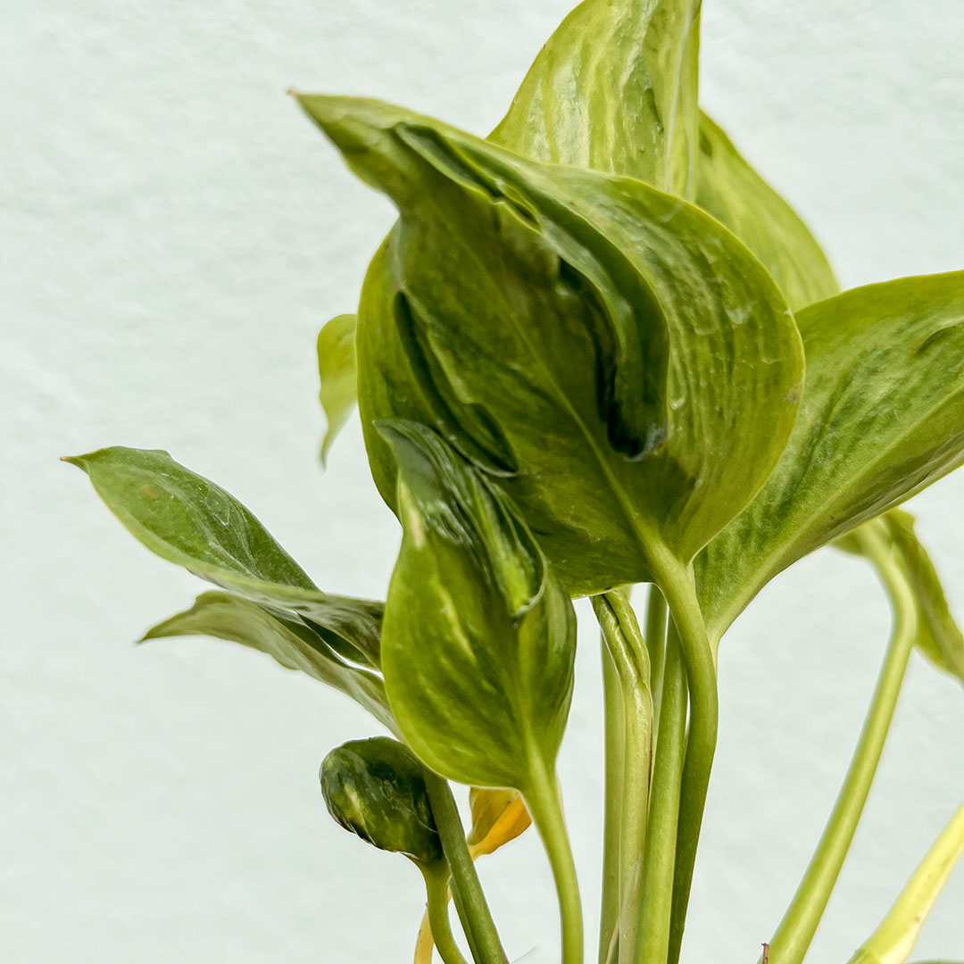 Pothos - Golden Shangri La 4 inch