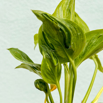 Pothos - Golden Shangri La 4 inch