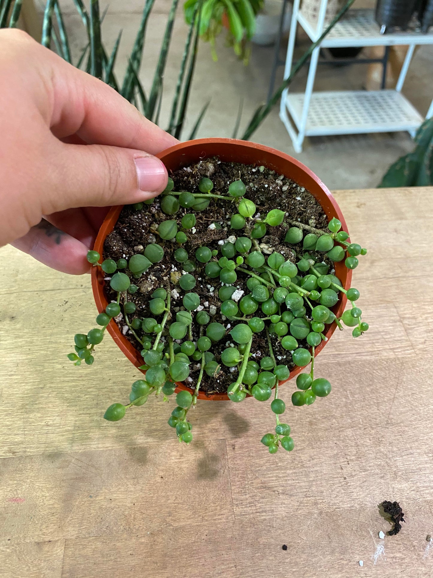 Senecio-Rowleyanus (String of Pearls)- 4 inch