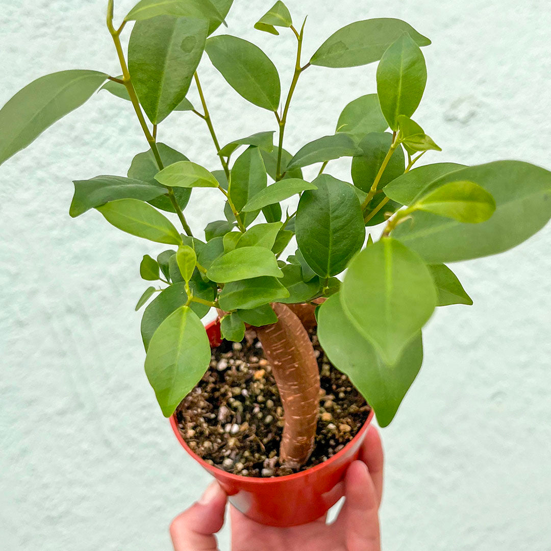 Ficus-Ginseng Bonsai-4 inch