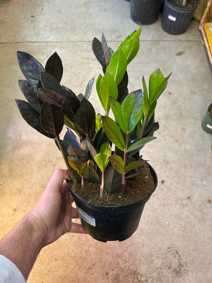 Zamioculcas-Zamifolia - ZZ Raven Black 6 inch