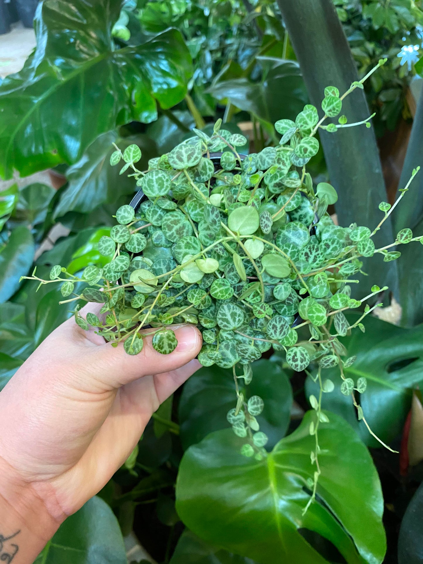 Peperomia - Prostrata String of Turtles -4 inch