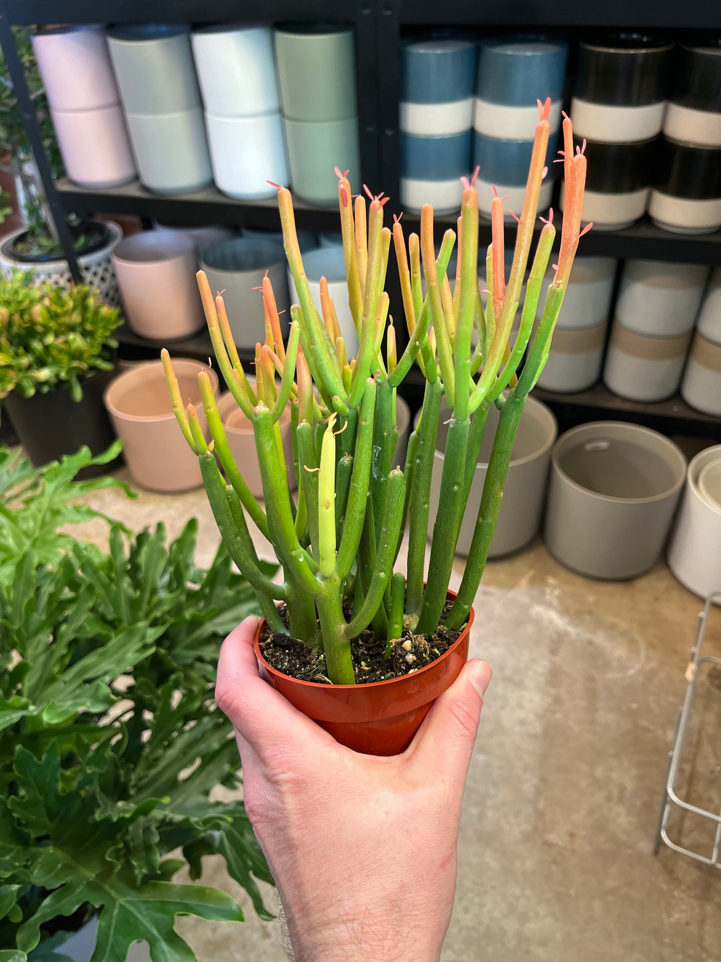 Pencil Cactus-Fire Sticks 4 inch