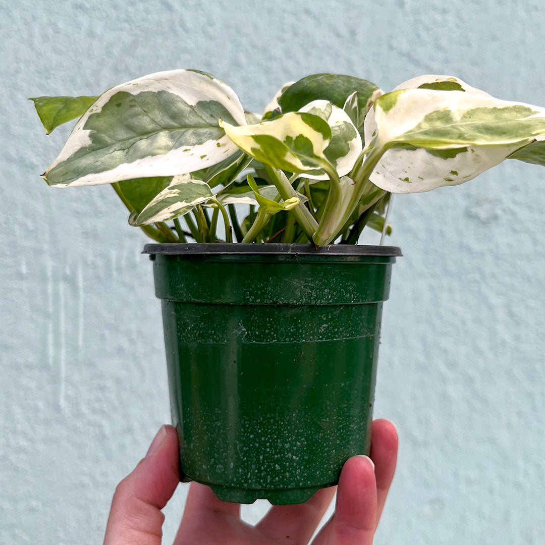 Pothos - Pearls and Jade-4 Inch
