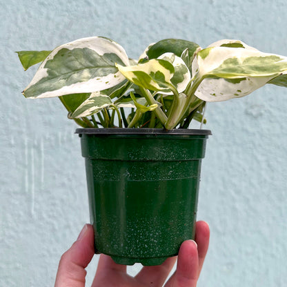 Pothos - Pearls and Jade-4 Inch