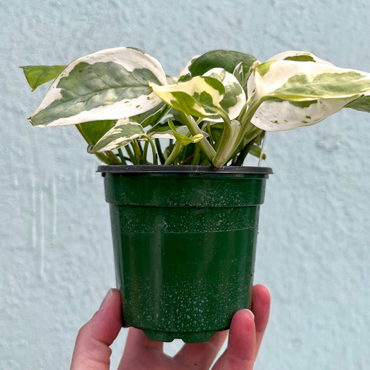 Pothos - Pearls and Jade-4 Inch