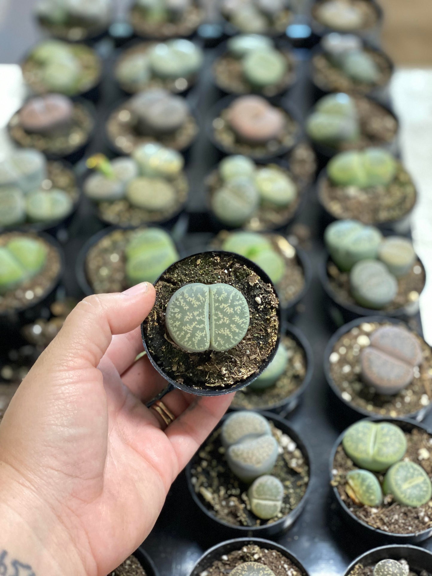 Lithops 3 inch
