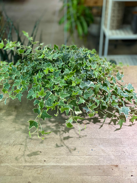 Ivy - Eva Variegated 6 inch