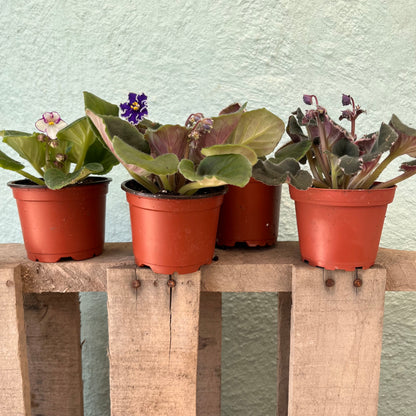African Violet-Assorted- 4 inch