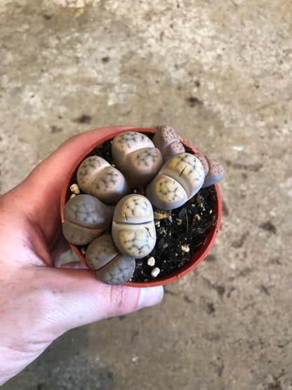 Lithops 3 inch