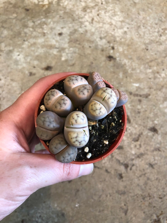 Lithops 3 inch