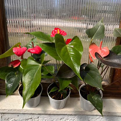 Anthurium-Dutch Assorted-4 inch