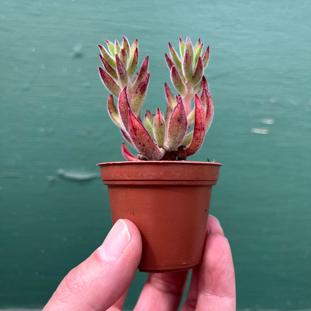 Succulents-Assorted-2 inch