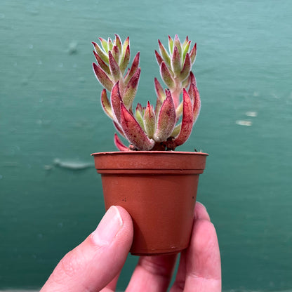 Succulents-Assorted-2 inch