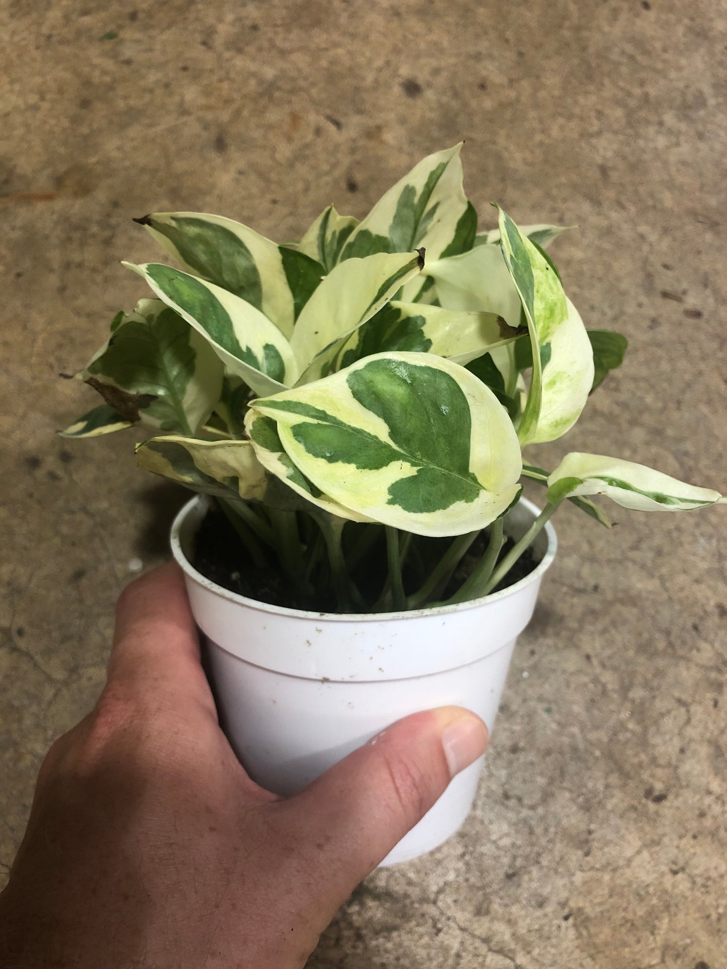 Pothos N' Joy 4 inch
