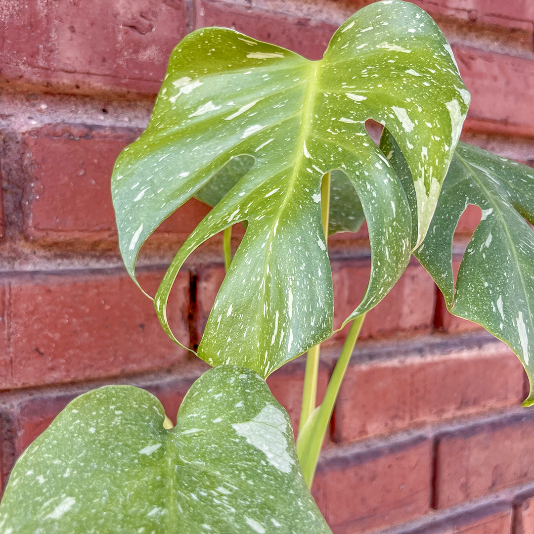 Monstera Deliciosa Thai Constellation 4 inch