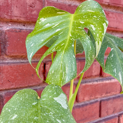 Monstera Deliciosa Thai Constellation 4 inch