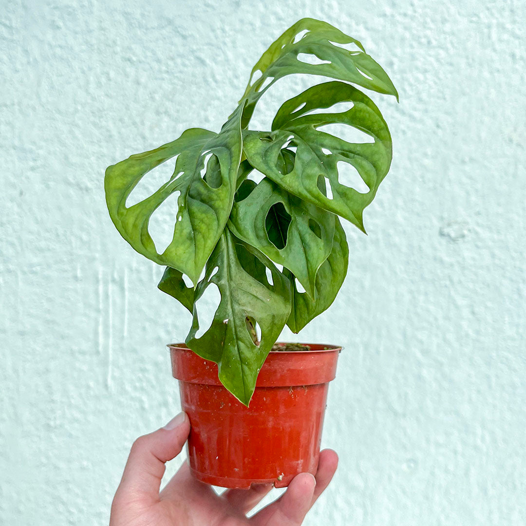 Monstera-Adansonii-4 inch