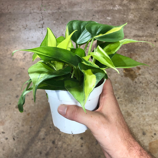 Philodendron-Brasil-4 inch