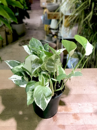 Pothos N' Joy 4 inch