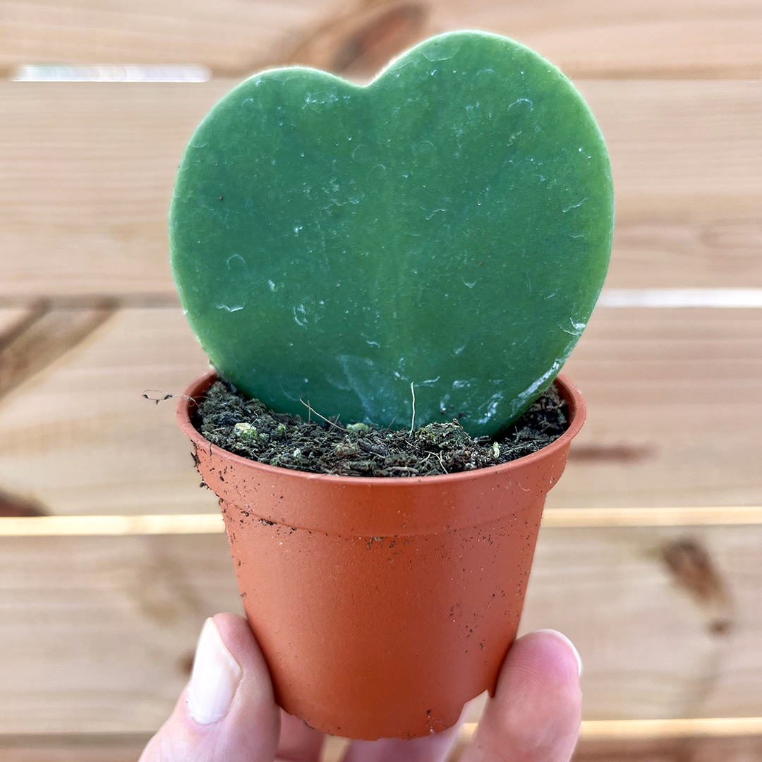 Hoya-Kerrii Green 2 inch