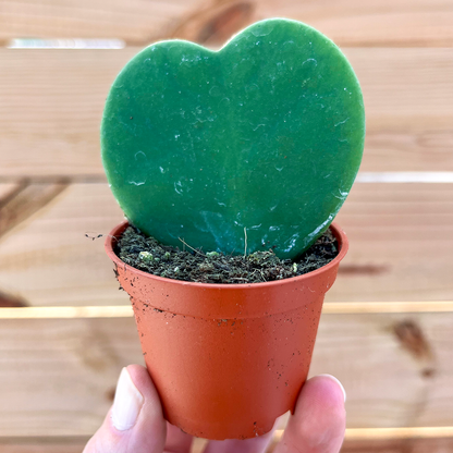 Hoya-Kerrii Green 2 inch