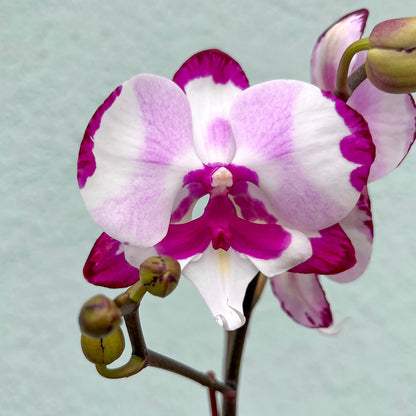 Orchid-Phalaenopsis Single Spike-3 inch
