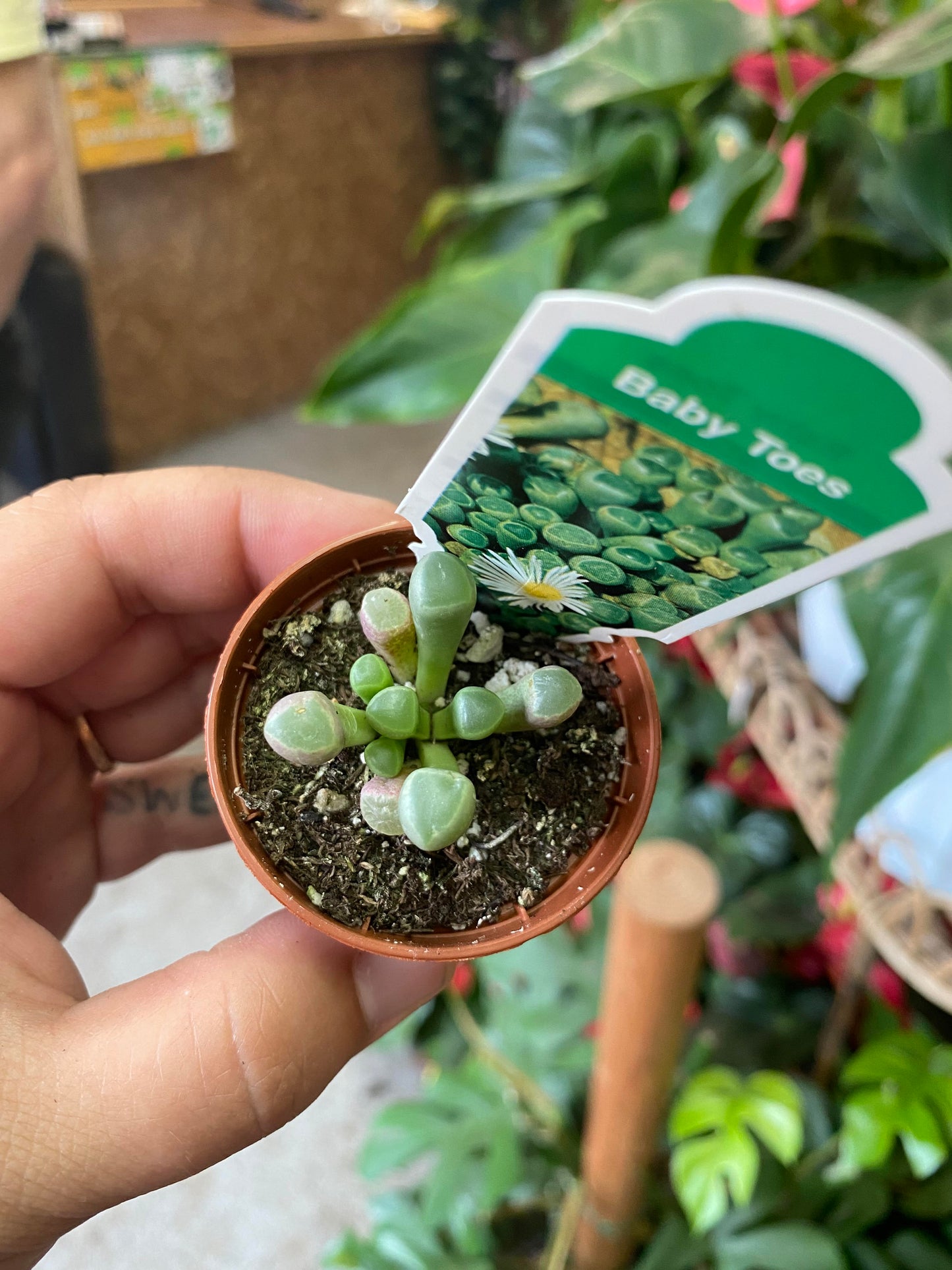 Mimicry-Baby Toes (Fenestraria rhopalophylla)-2 inch