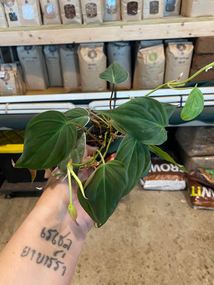 Philodendron-Micans 4 inch