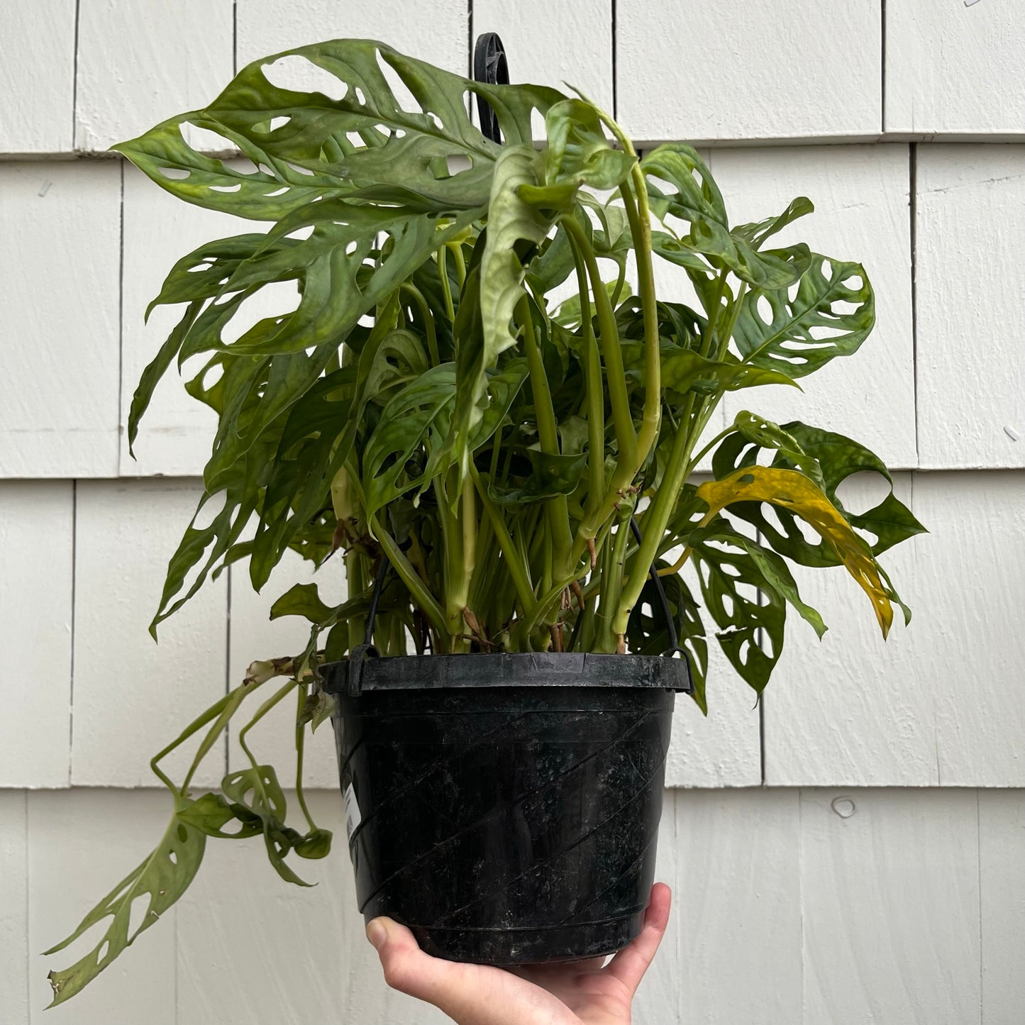 Monstera-Adansonii 8 inch hanging basket