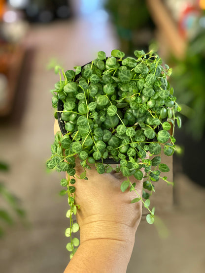 Peperomia - Prostrata String of Turtles -4 inch
