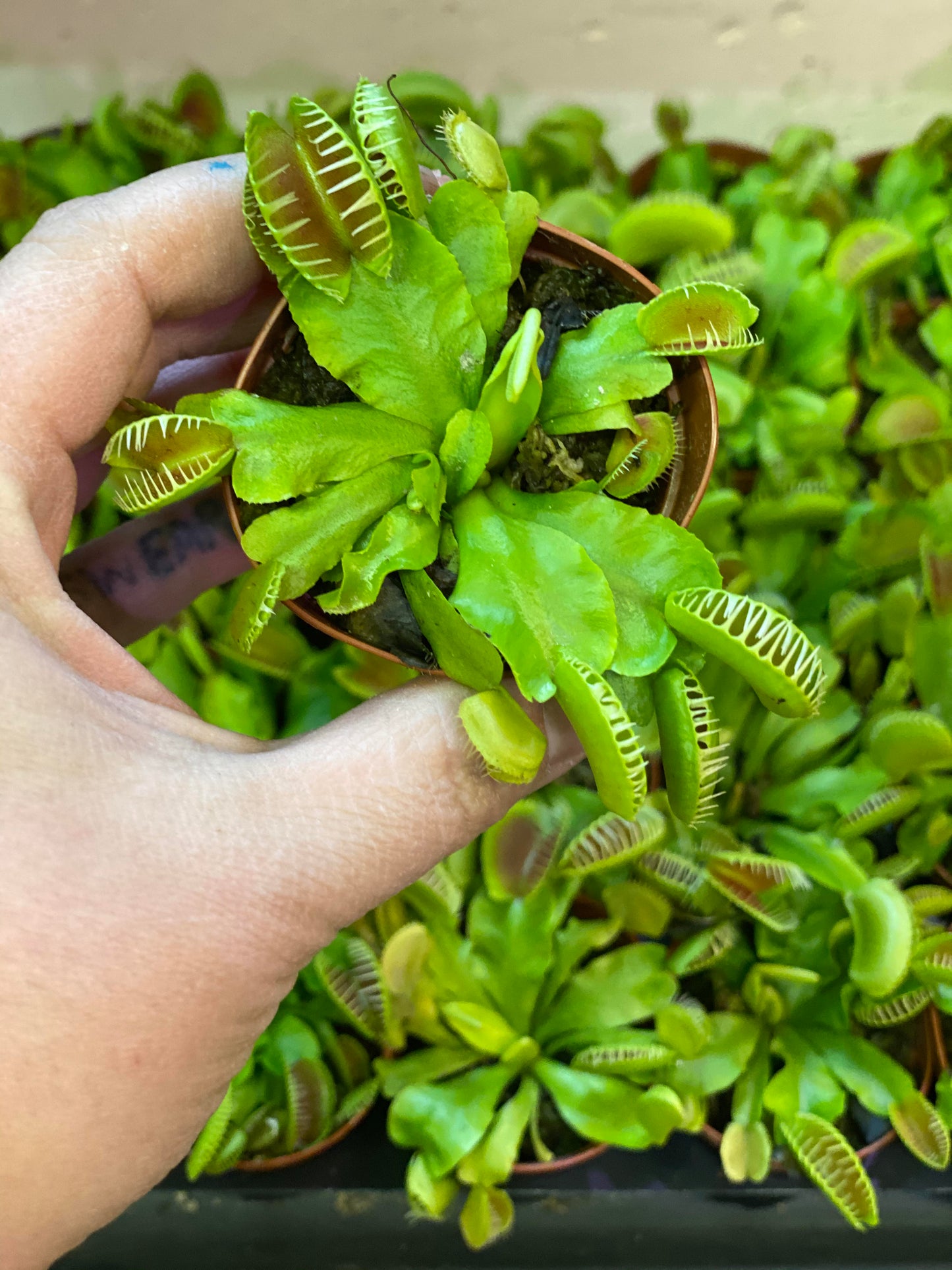 Carnivorous Venus Fly Trap 2 inch