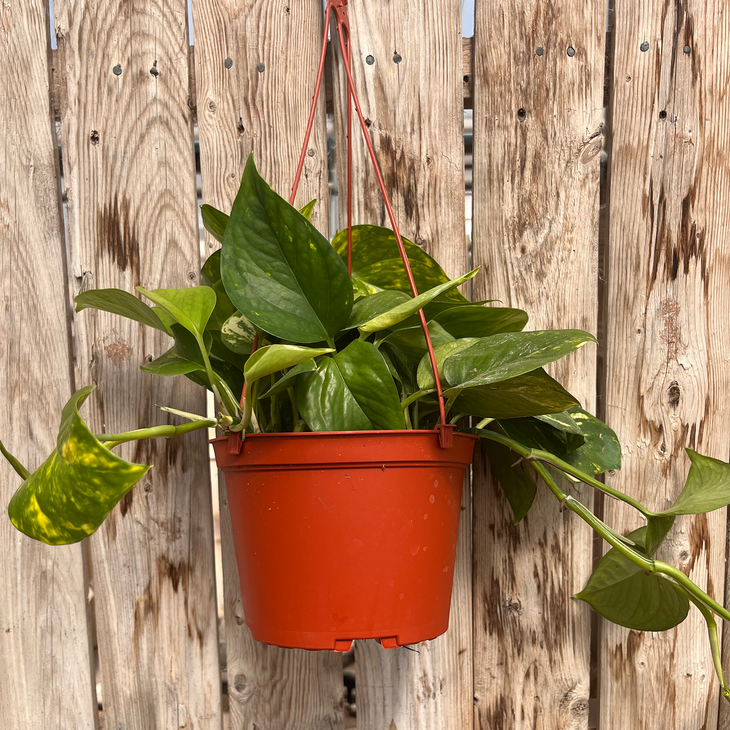 Pothos - Golden HB - 6 inch